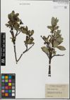 Foto von Salix glabra Scop.